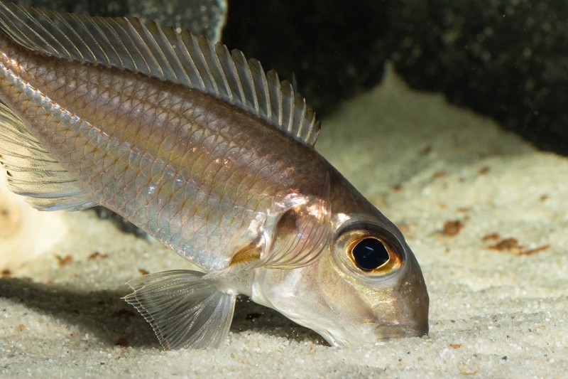 Xenotilapia caudafasciata